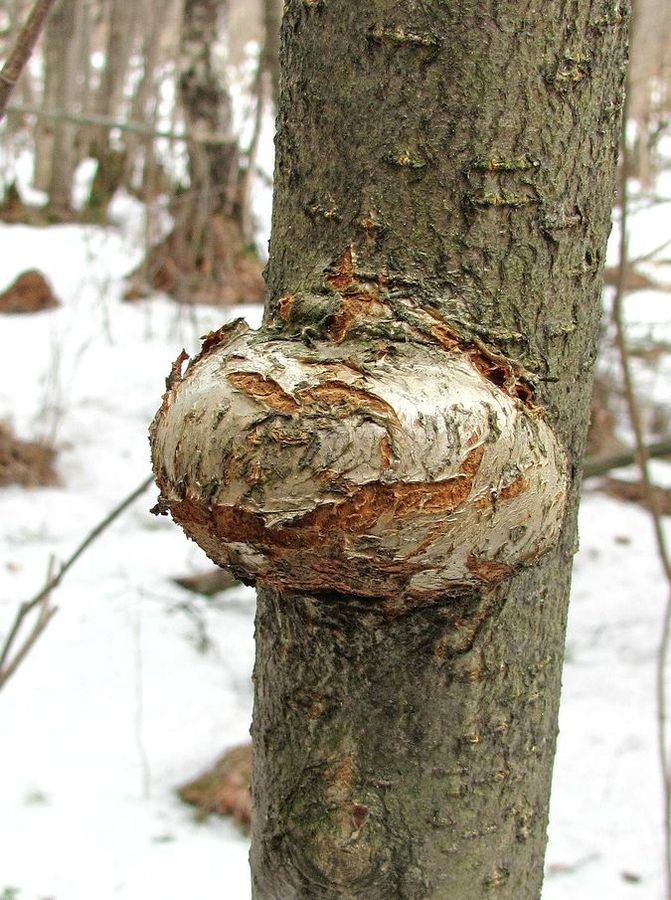 Изображение особи Sorbus aucuparia.