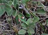Cotoneaster melanocarpus. Верхушка побега с распускающимся соцветием. Монголия, аймак Туве, окр. г. Эрдэнэсант, ≈ 1400 м н.у.м., горная степь. 01.06.2017.