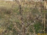 Artemisia vulgaris