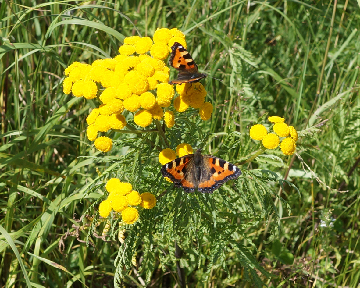 Image of Tanacetum boreale specimen.