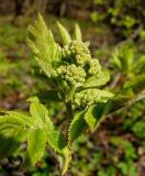 Sorbus aucuparia