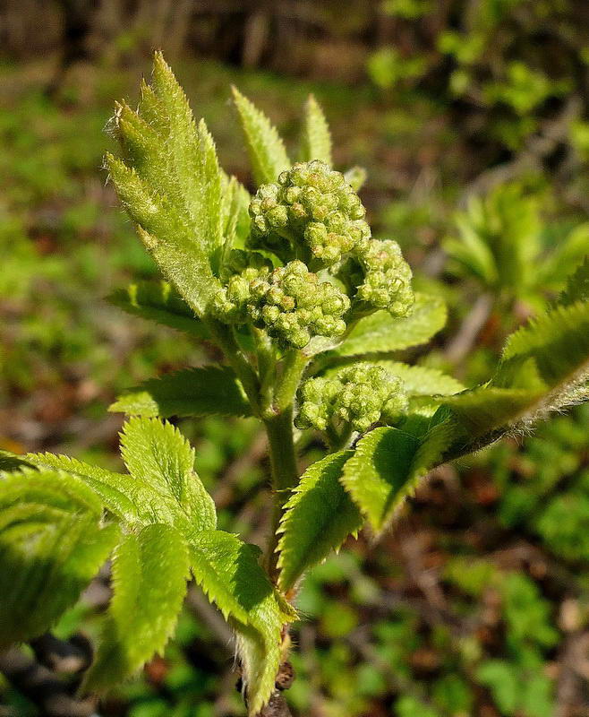 Image of Sorbus aucuparia specimen.