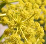 Ferula kuhistanica
