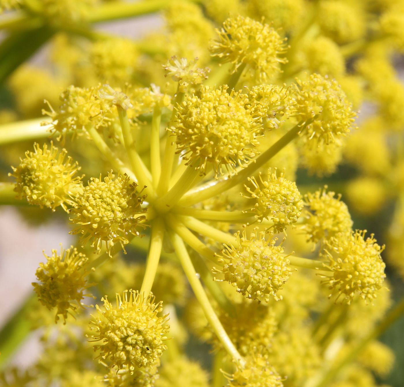 Изображение особи Ferula kuhistanica.