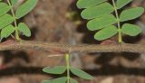 Tamarindus indica. Часть побега с основаниями листьев. Израиль, Шарон, г. Тель-Авив, ботанический сад университета, в культуре. 02.10.2017.