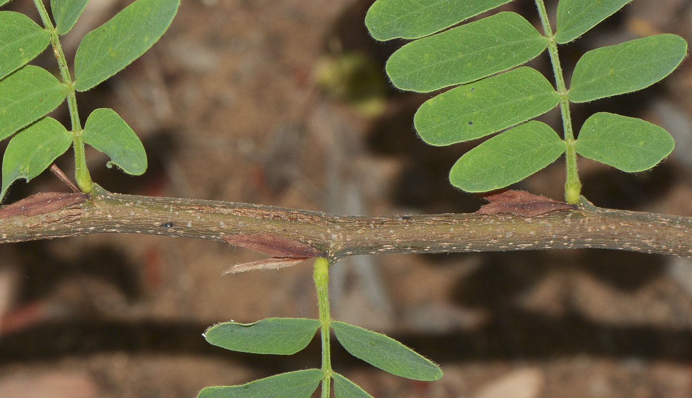 Image of Tamarindus indica specimen.