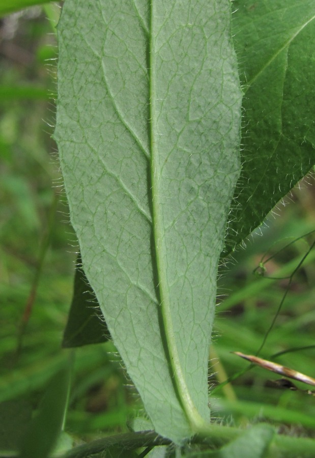 Изображение особи род Hieracium.