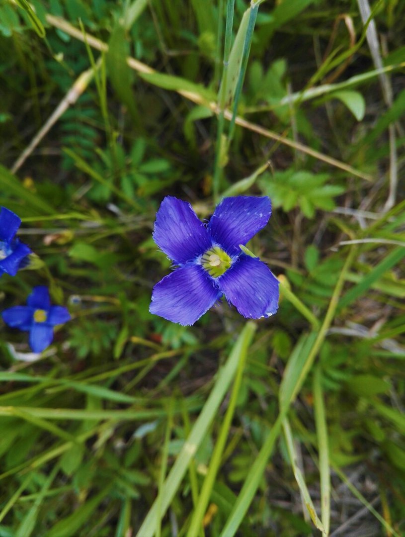 Image of Gentianopsis barbata specimen.