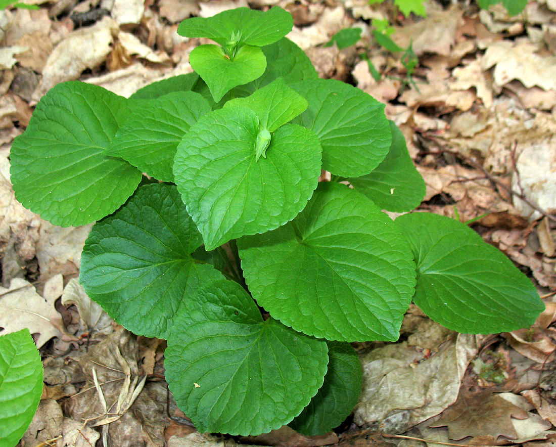 Изображение особи Viola mirabilis.