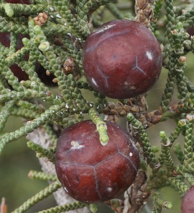 Изображение особи Juniperus phoenicea.