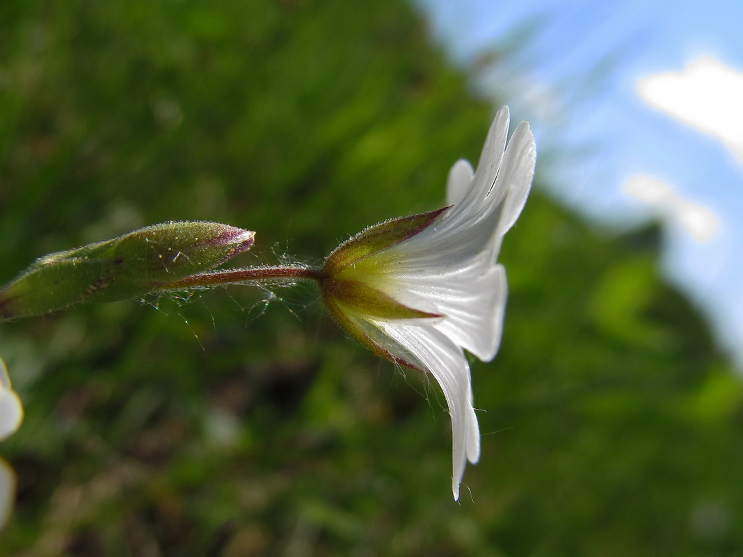 Изображение особи Cerastium arvense.