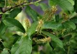 genus Salix. Соплодия и листья. Адыгея, Фишт-Оштеновский массив, верховья р. Белая, ≈ 1600 м н.у.м., каменистый берег реки, у воды. 05.07.2017.