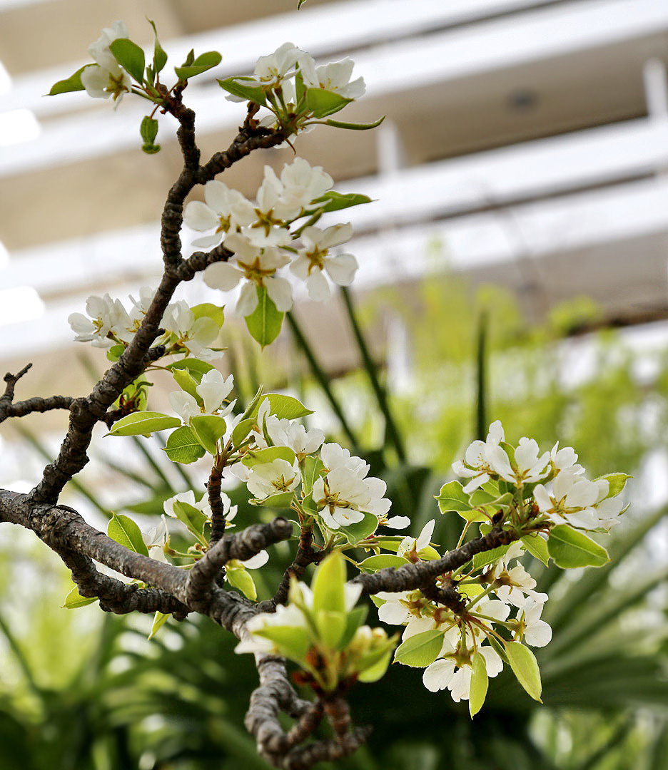 Image of genus Pyrus specimen.