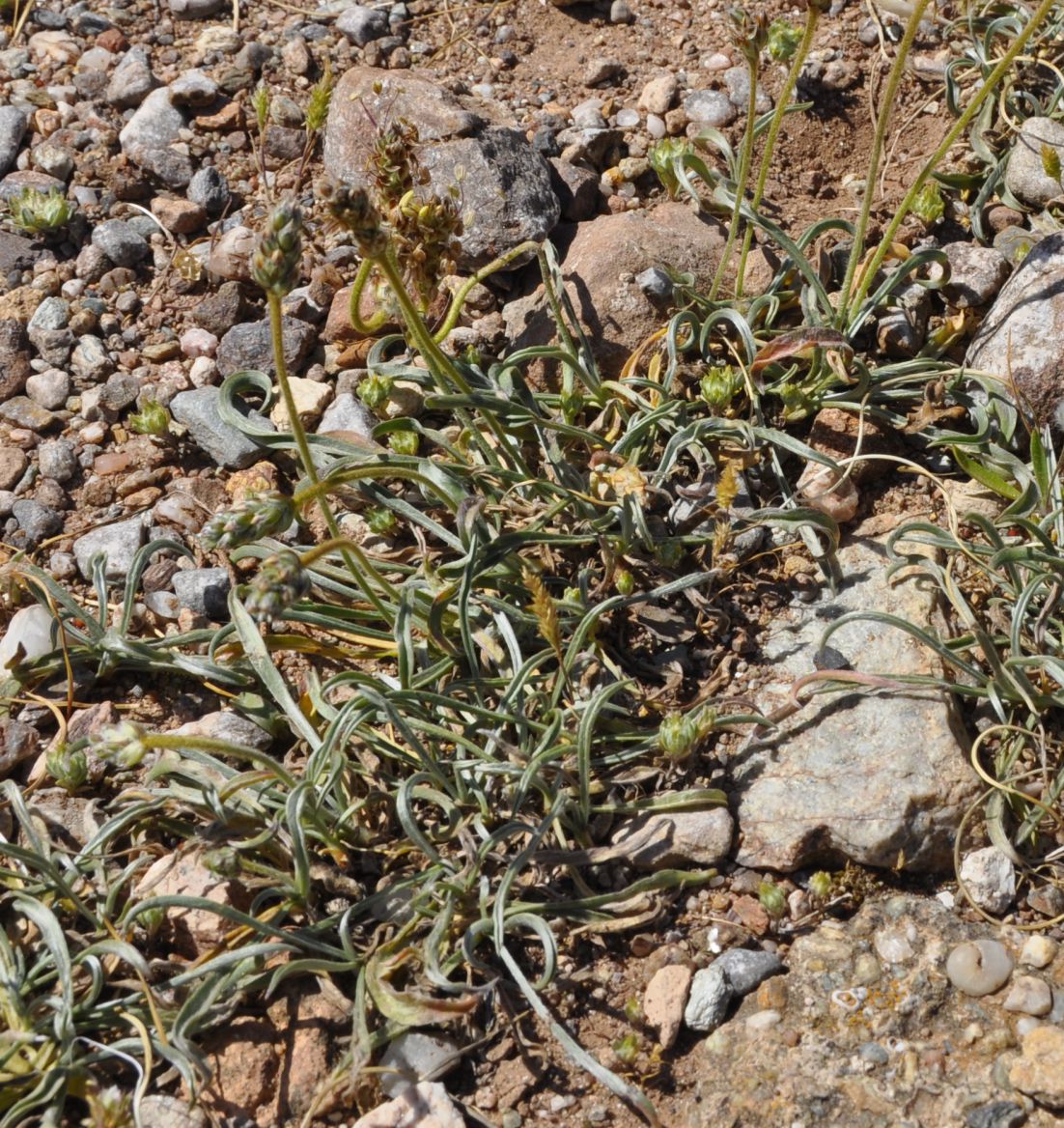 Image of Plantago albicans specimen.