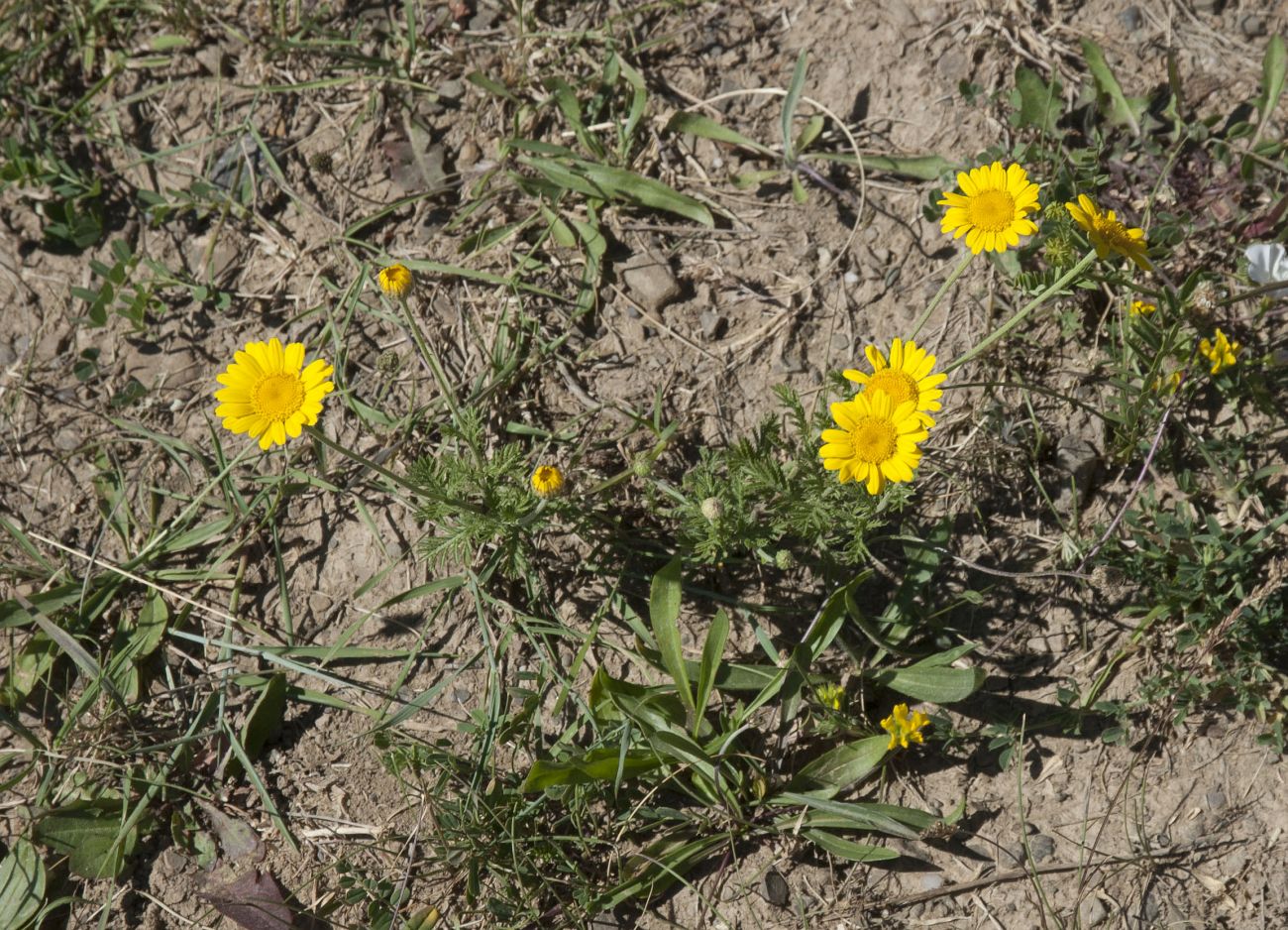 Изображение особи Anthemis tinctoria.