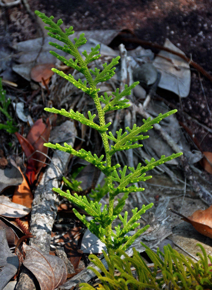 Image of Palhinhaea cernua specimen.