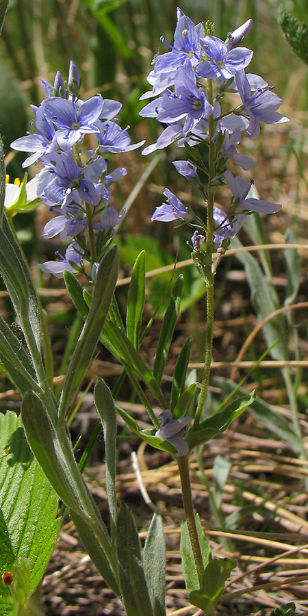 Image of Veronica prostrata specimen.