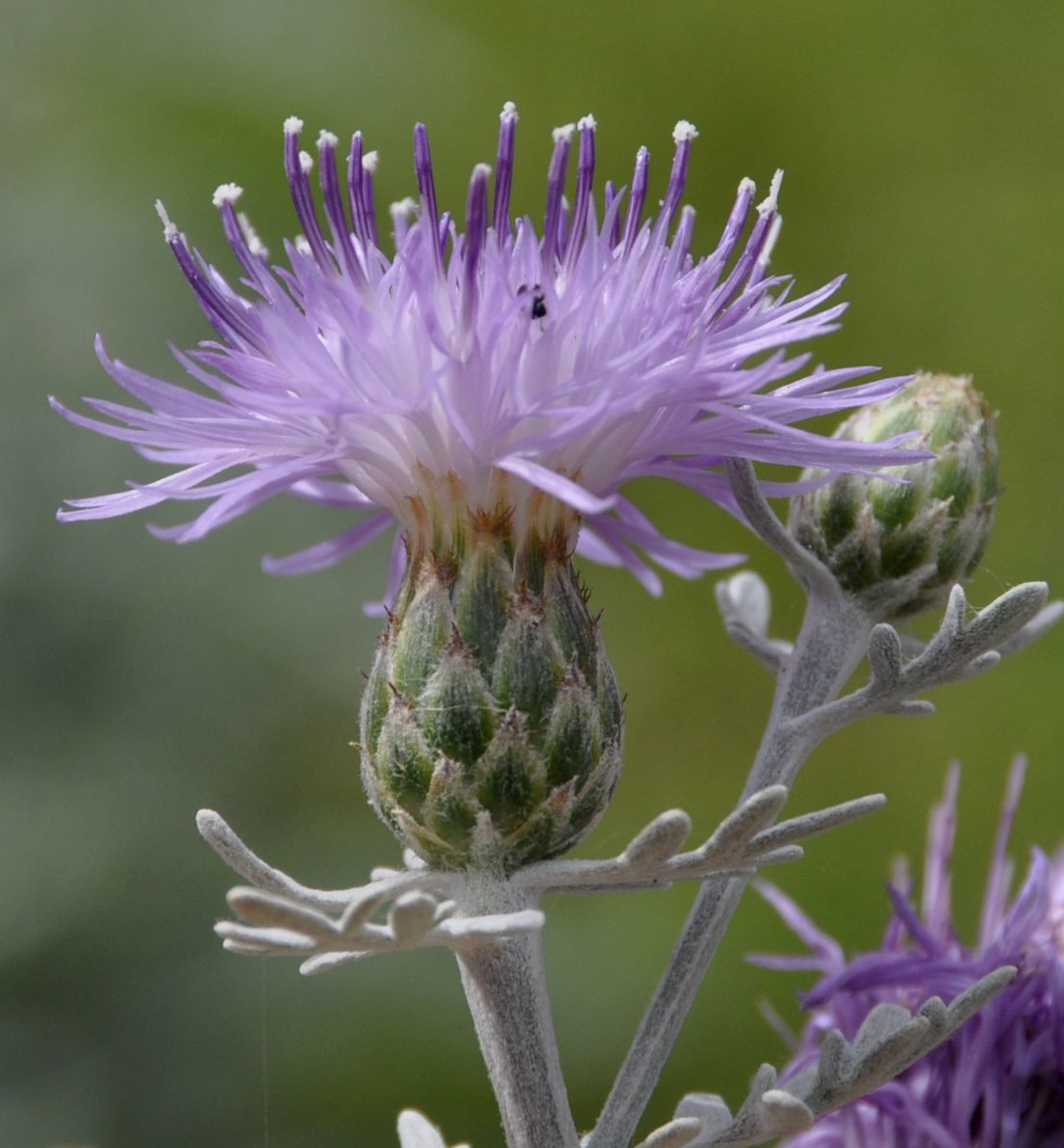 Image of genus Centaurea specimen.