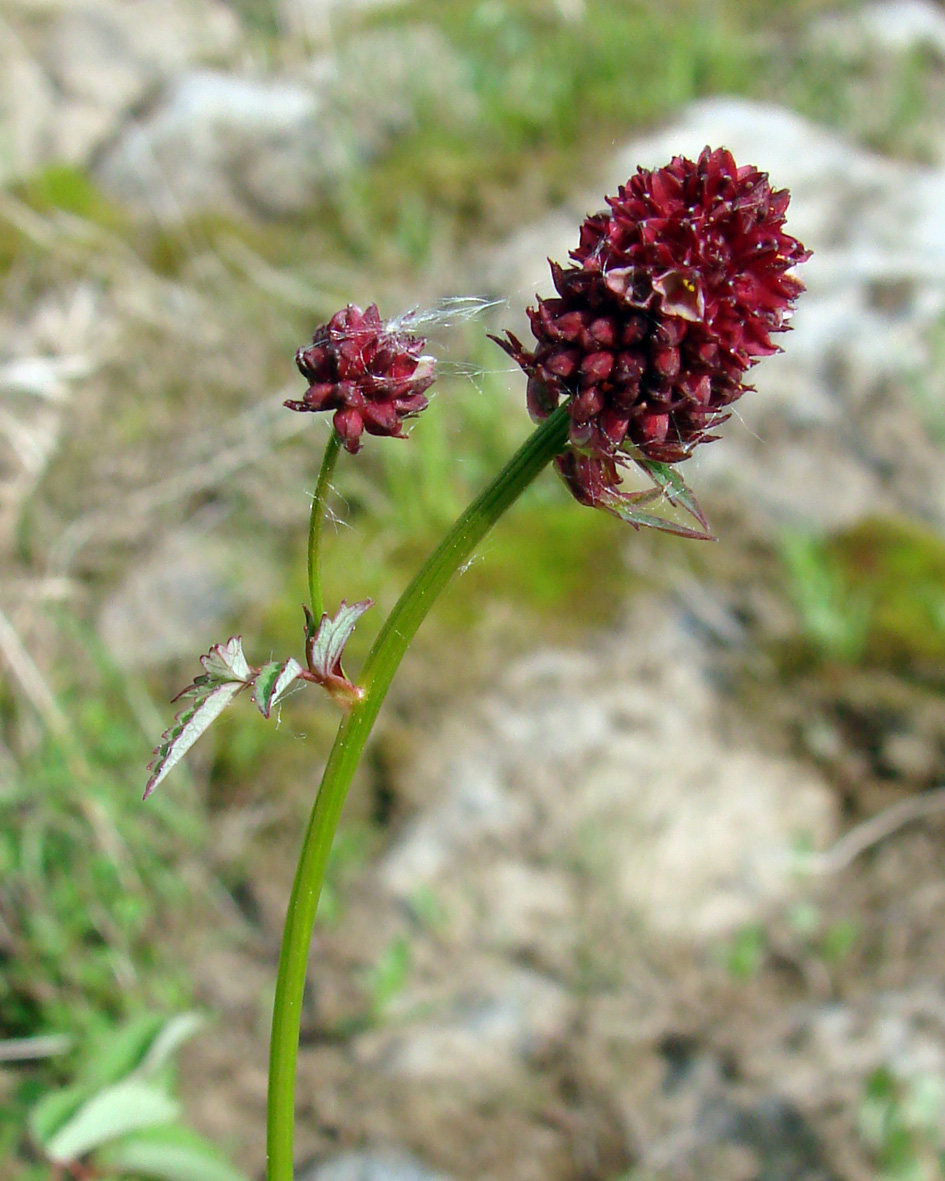 Image of Sanguisorba officinalis specimen.