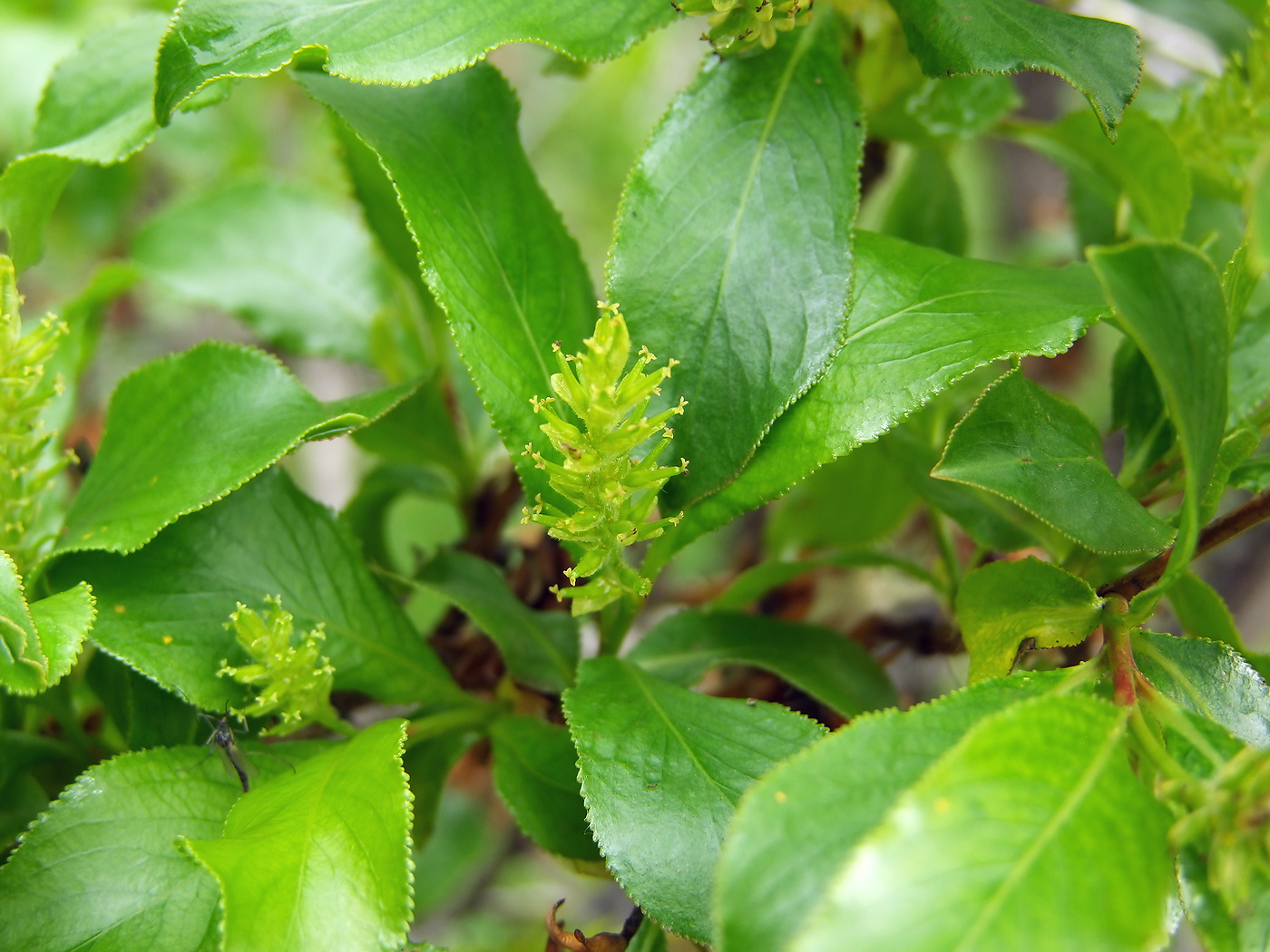Image of Salix pseudopentandra specimen.
