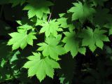 Acer japonicum. Листья. Москва, ГБС РАН, в культуре. 29.05.2018.