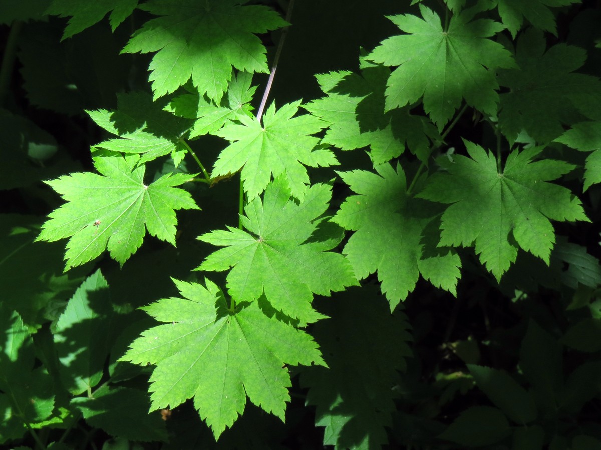 Image of Acer japonicum specimen.