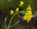 Brassica campestris