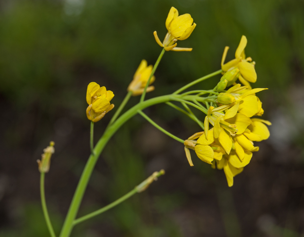 Изображение особи Brassica campestris.