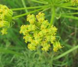 Prangos ferulacea