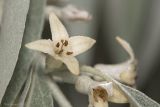 Elaeagnus angustifolia. Цветки. Саратов, Лысая гора, склон горы, грунт каменисто-меловой. 16.06.2018.