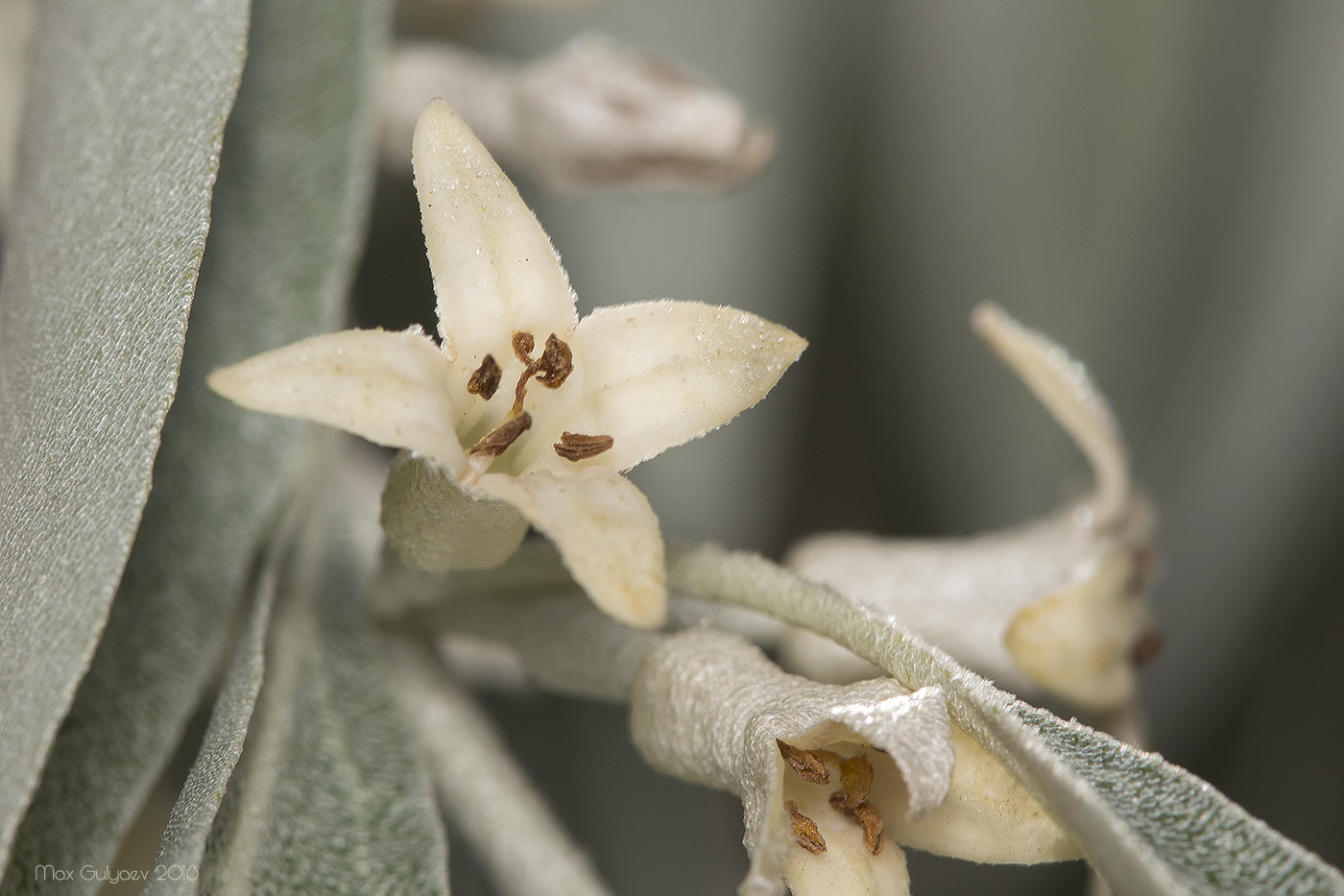 Изображение особи Elaeagnus angustifolia.