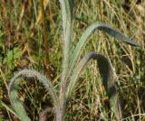 Pilosella procera