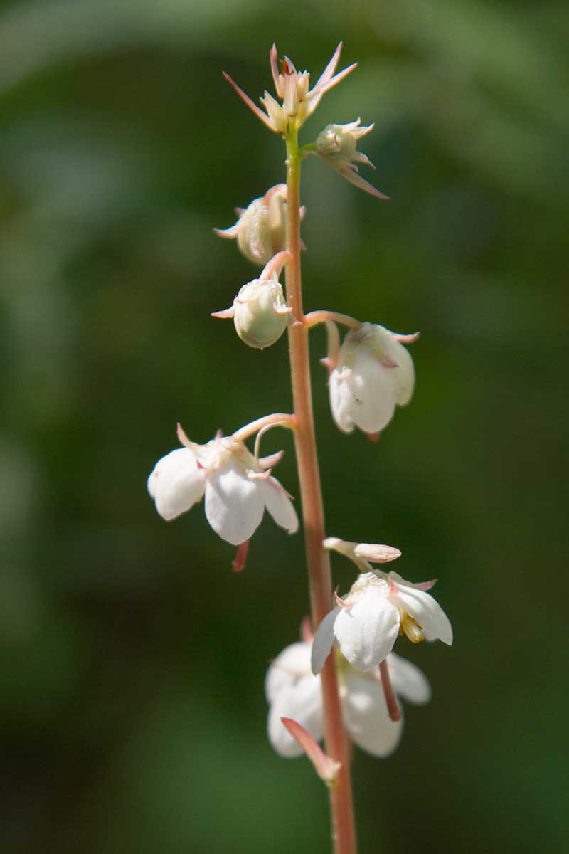 Image of Pyrola incarnata specimen.