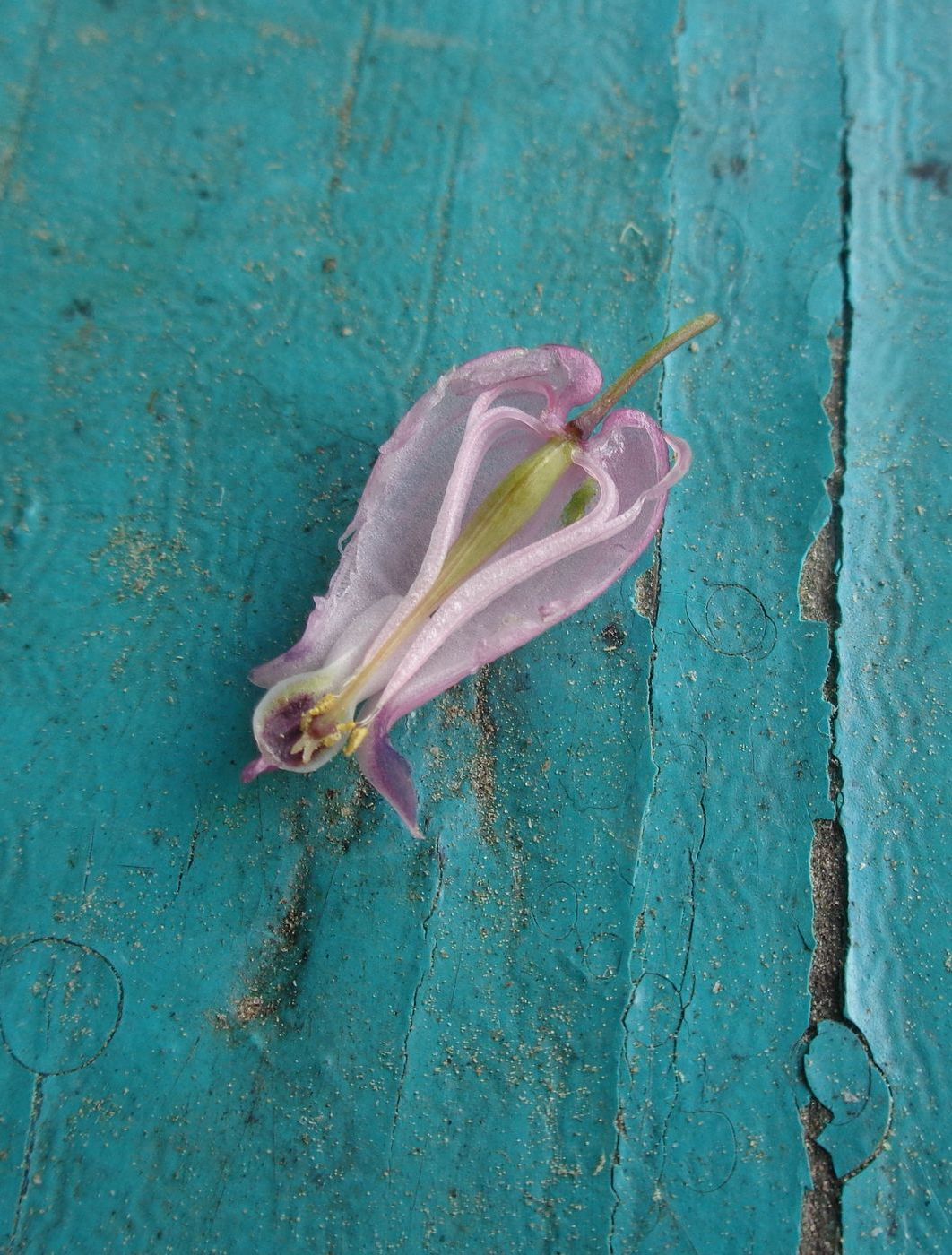 Image of Dicentra formosa specimen.