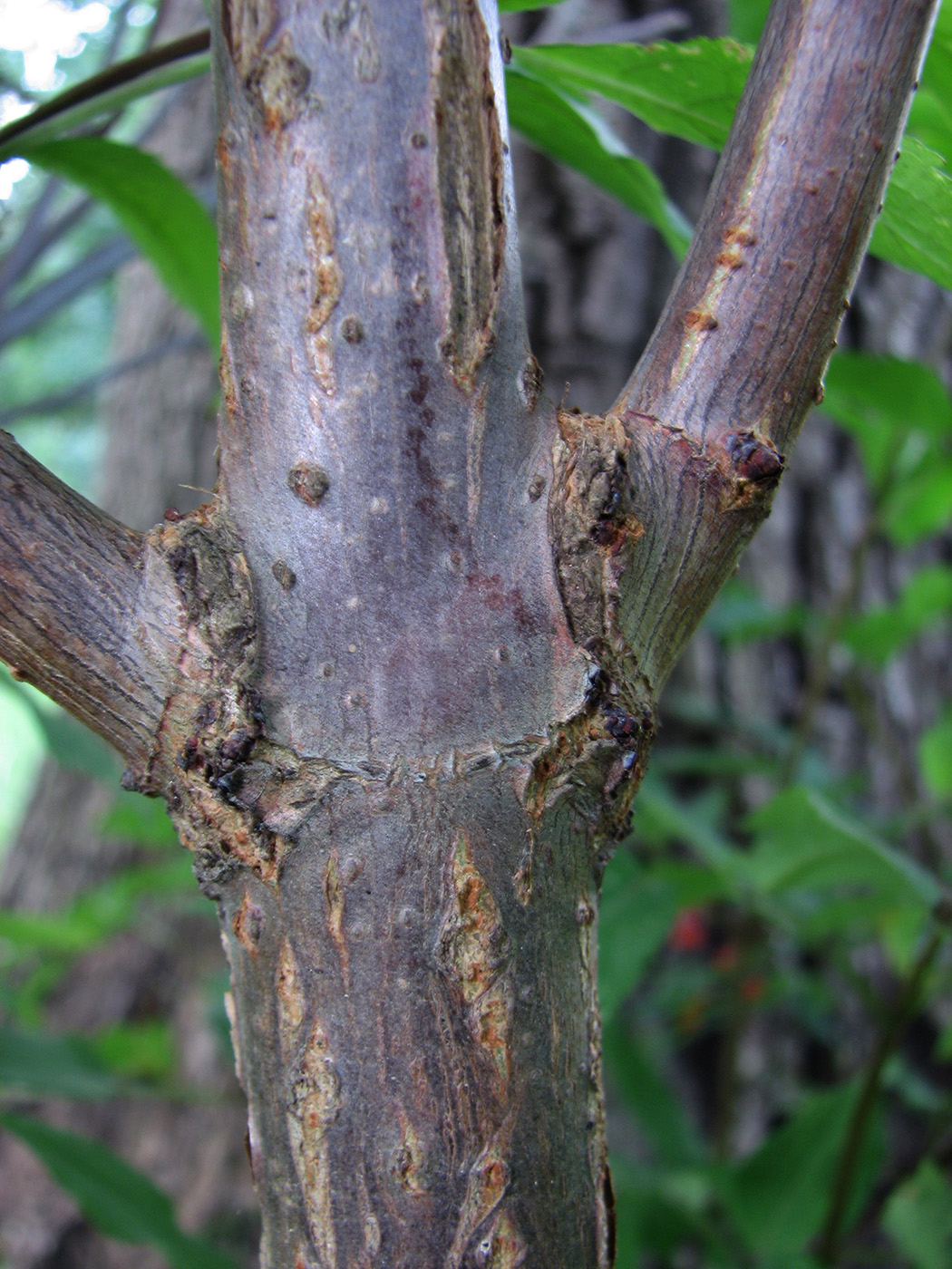 Image of Sambucus racemosa specimen.