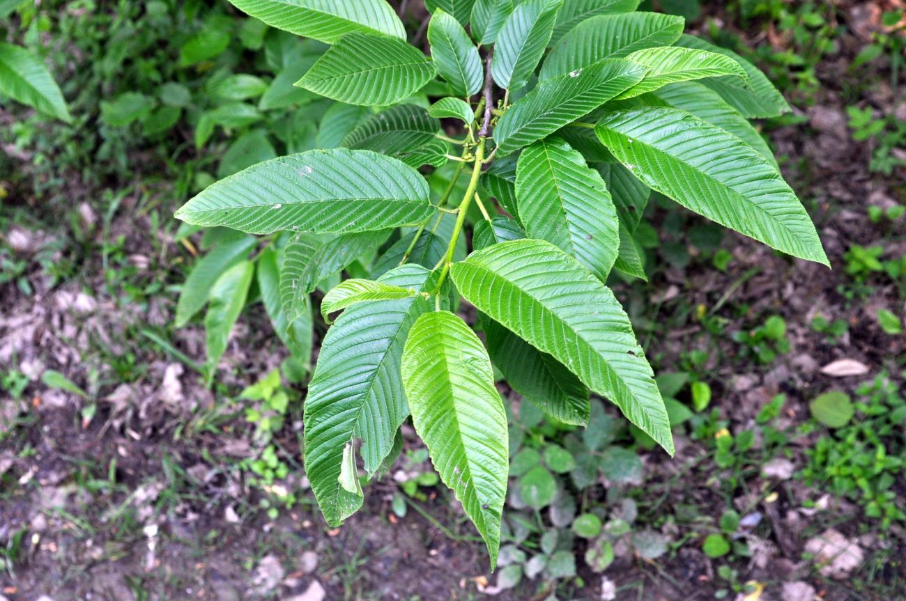 Image of Rhamnus imeretina specimen.