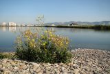 Sonchus arvensis ssp. uliginosus