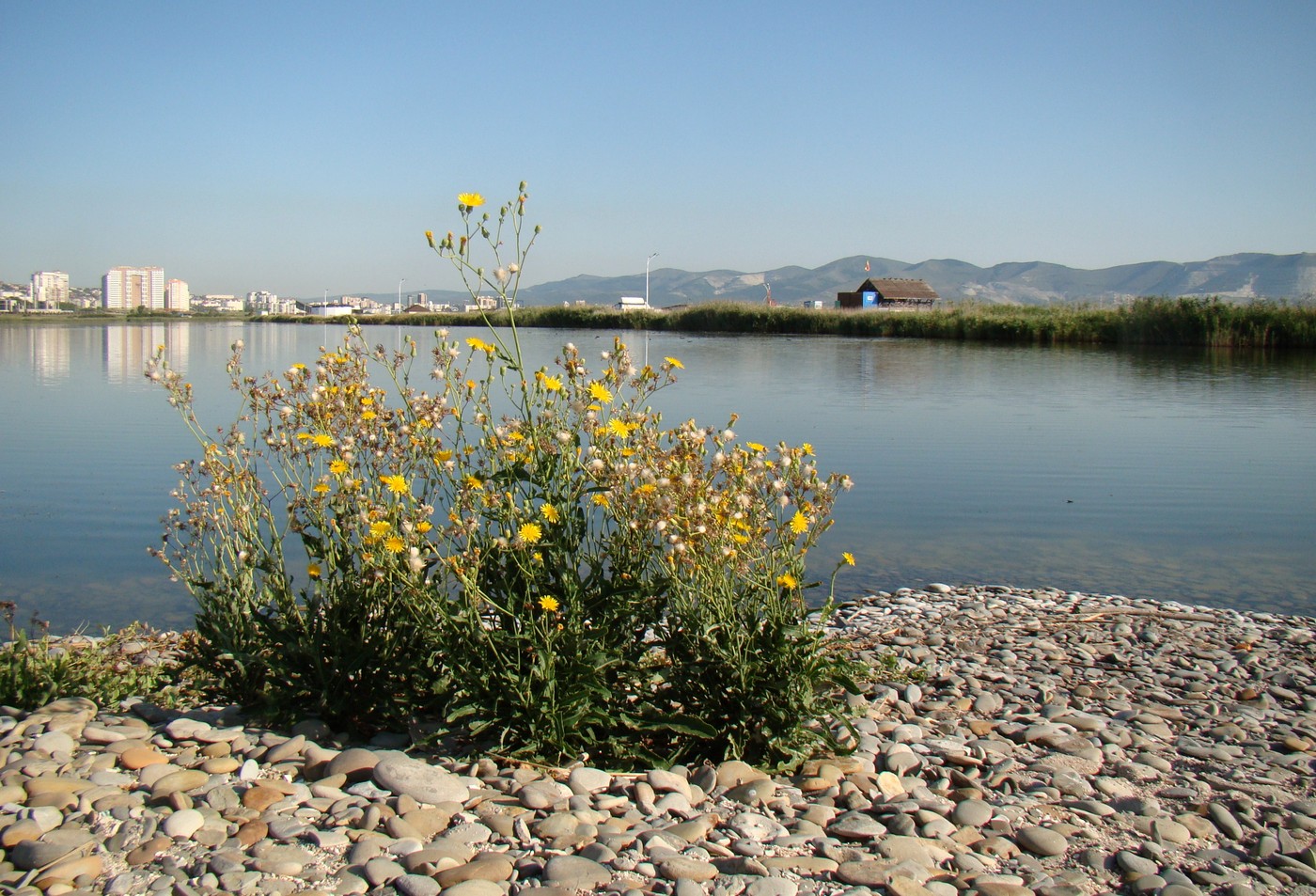 Image of Sonchus arvensis ssp. uliginosus specimen.