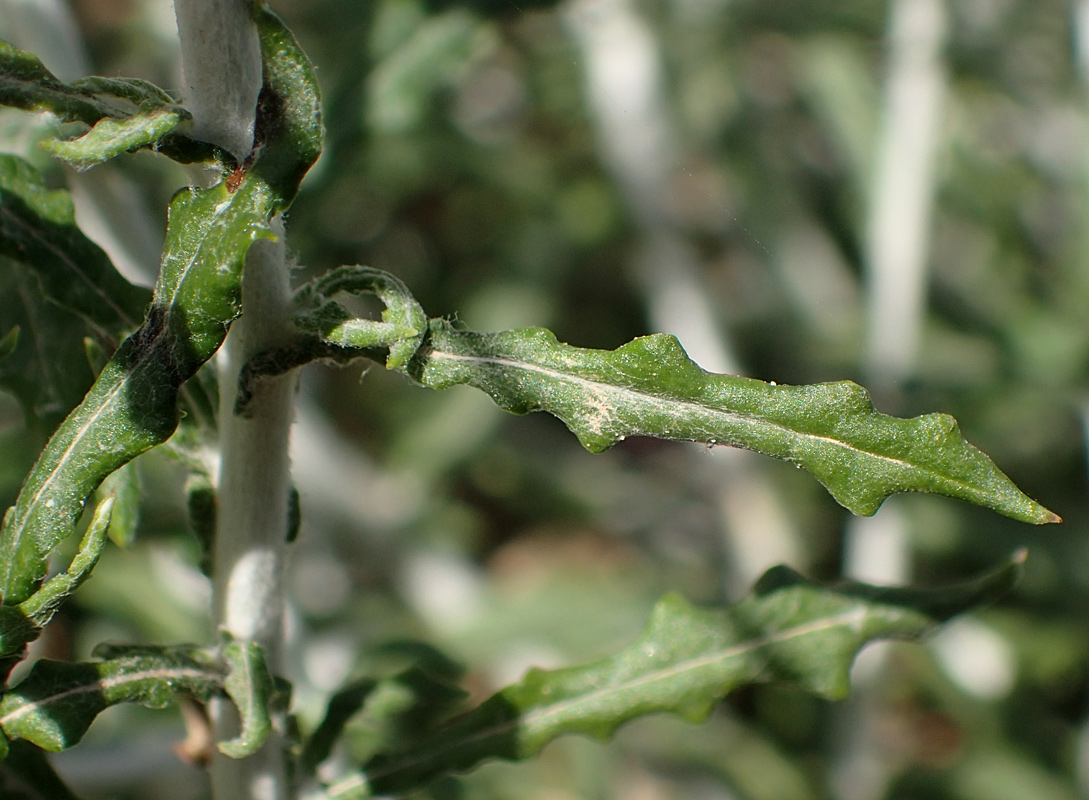 Image of Phagnalon rupestre ssp. graecum specimen.