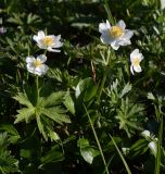 Anemonastrum sibiricum