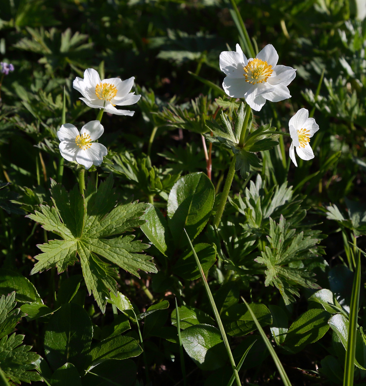 Image of Anemonastrum sibiricum specimen.