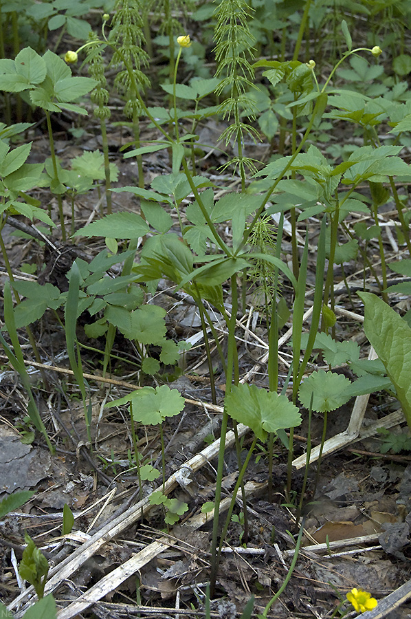 Изображение особи Ranunculus monophyllus.