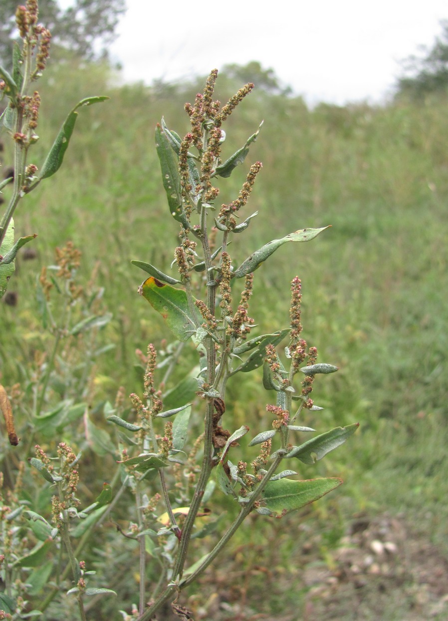 Изображение особи Atriplex sagittata.