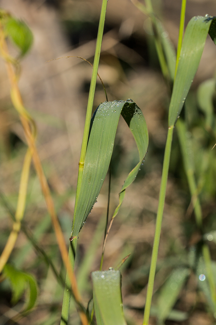 Image of Melica altissima specimen.