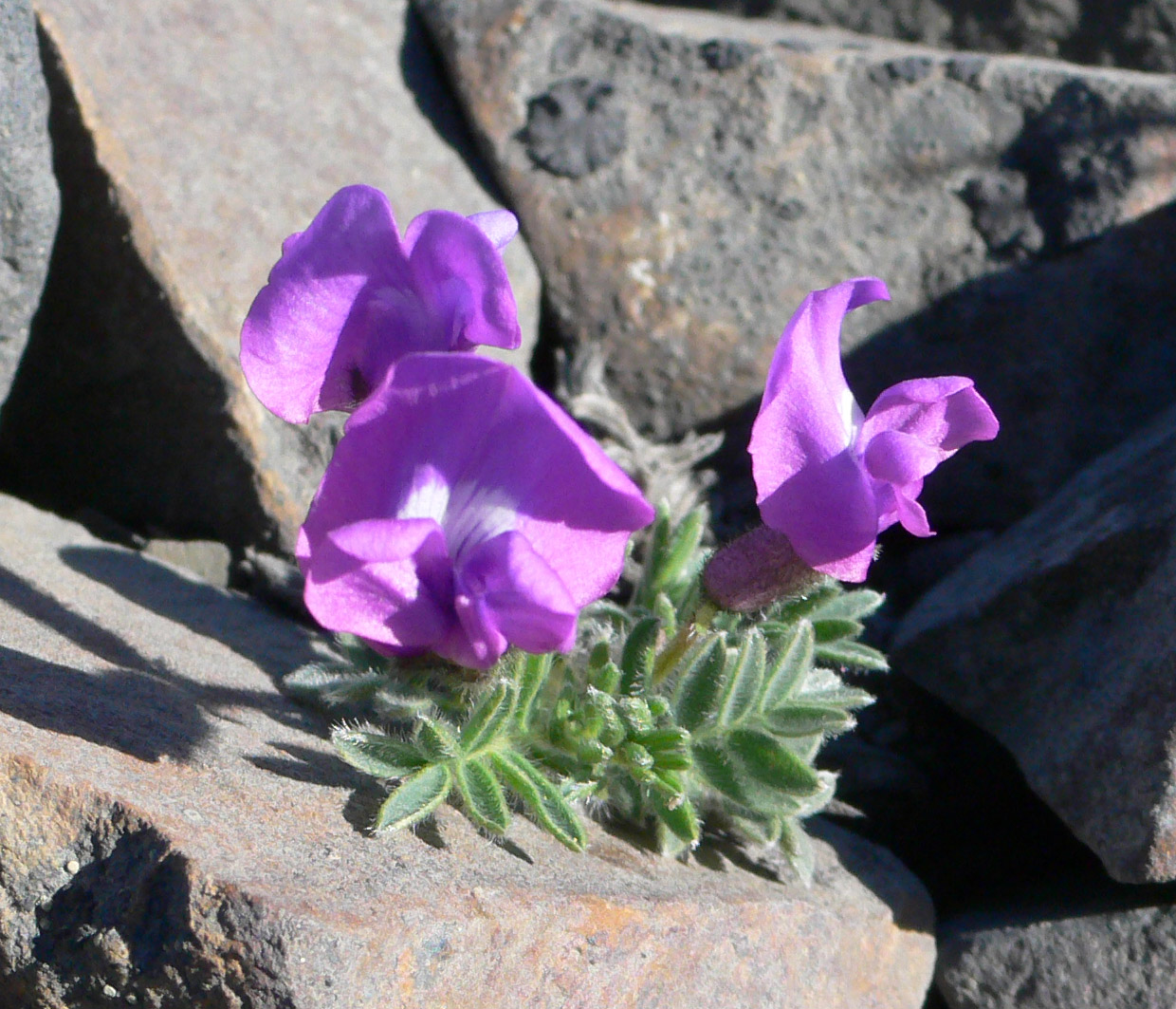 Image of Oxytropis nigrescens specimen.