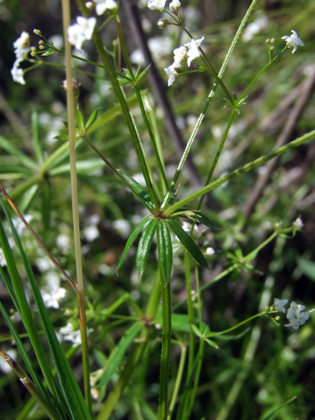Изображение особи Galium uliginosum.