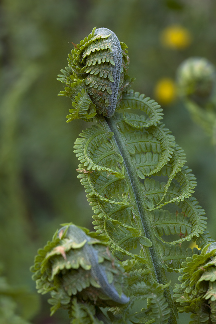 Image of Matteuccia struthiopteris specimen.