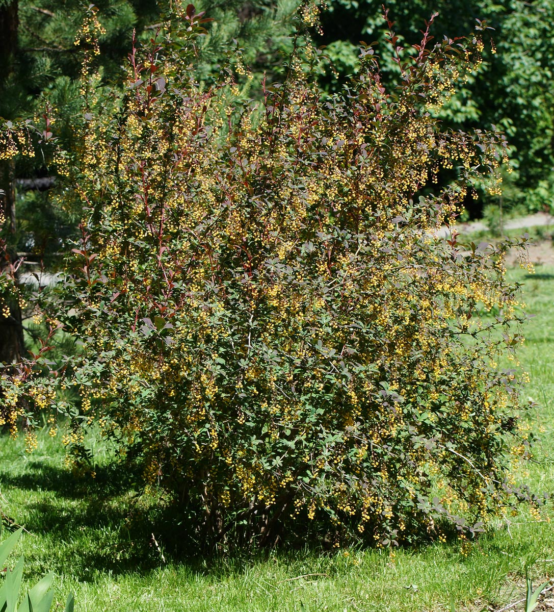 Изображение особи Berberis vulgaris f. atropurpurea.