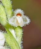 Goodyera repens