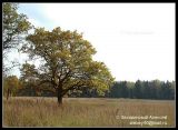 Quercus robur